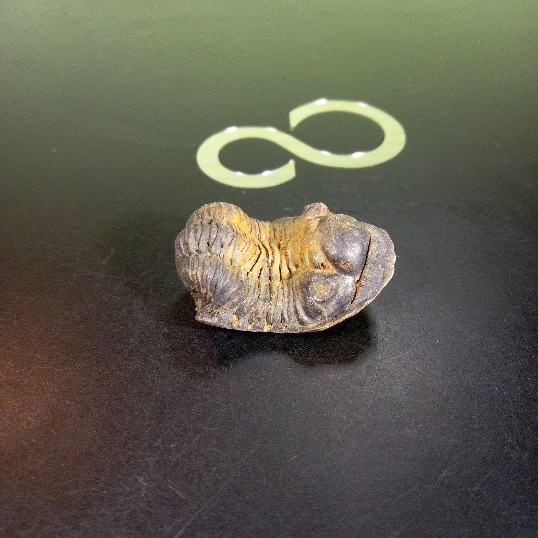 三葉虫　化石　fossil　海　ボリビア産　trilobite　海生動物分類①