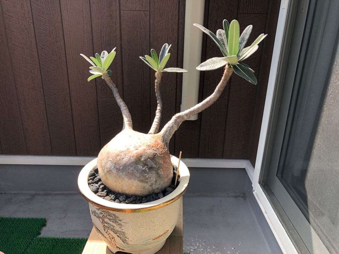 パキポディウム グラキリス