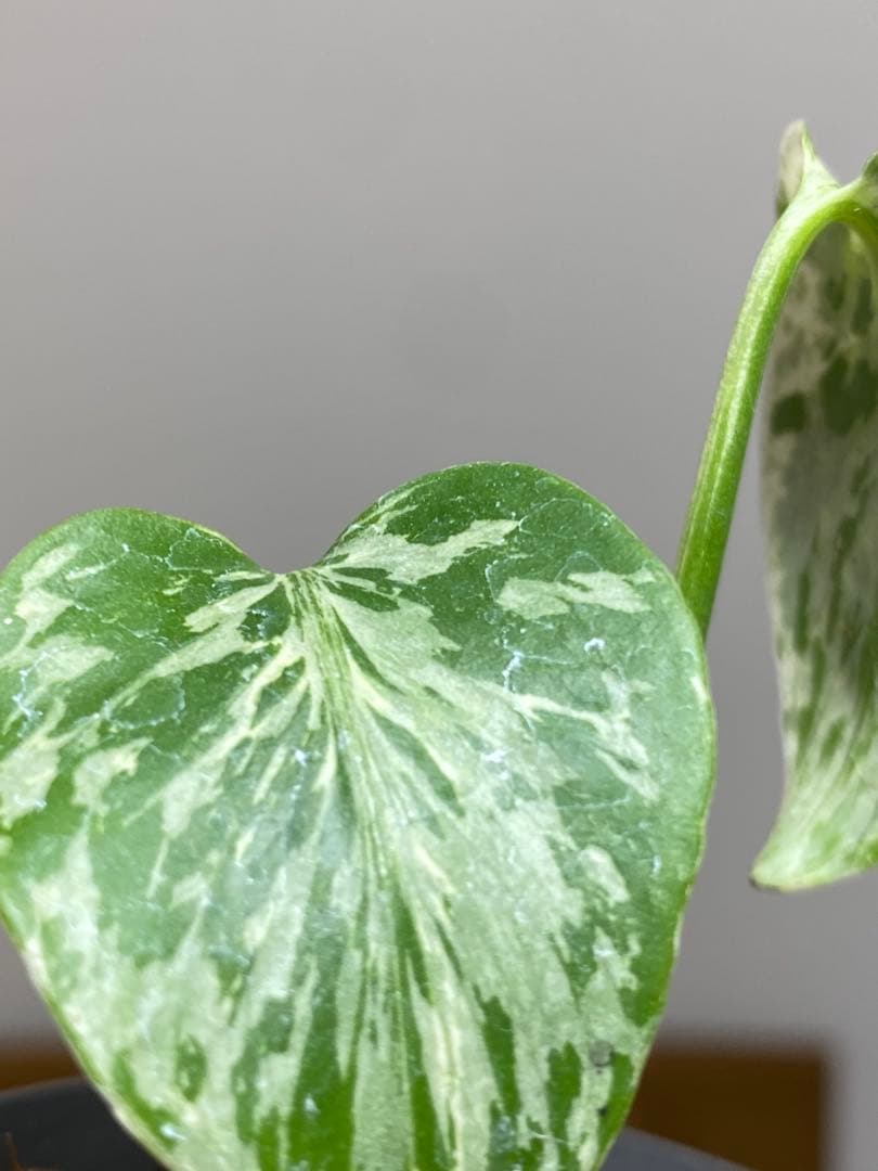 T*T様 【将来有望株‼️】モンステラ　デリシオーサ　バルバソー　フシギダネ/ベ