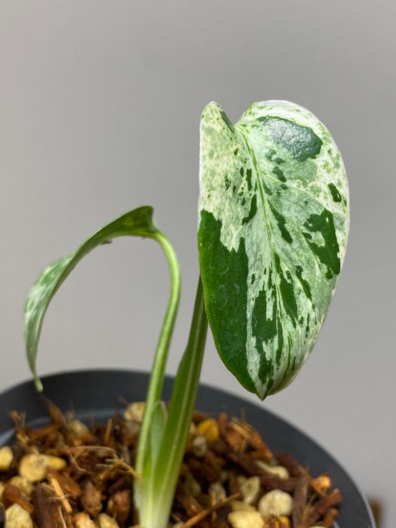 T*T様 【将来有望株‼️】モンステラ　デリシオーサ　バルバソー　フシギダネ/ベ