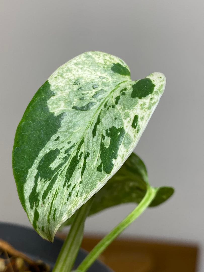 T*T様 【将来有望株‼️】モンステラ　デリシオーサ　バルバソー　フシギダネ/ベ