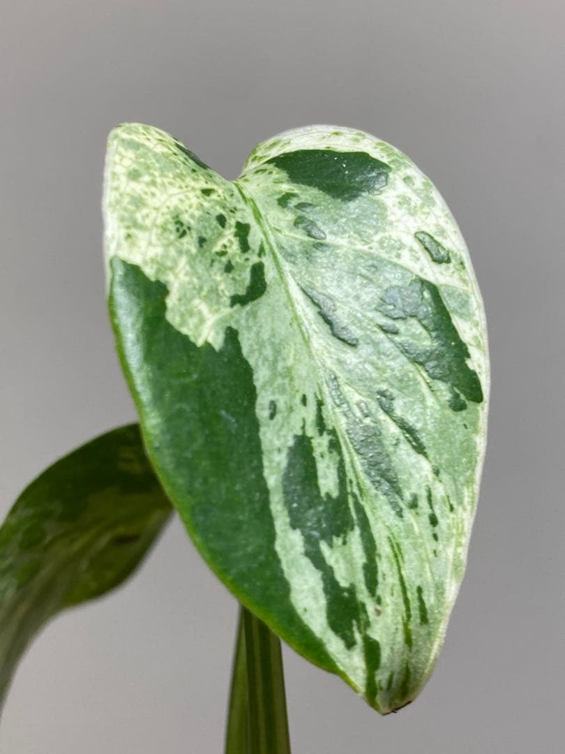 T*T様 【将来有望株‼️】モンステラ　デリシオーサ　バルバソー　フシギダネ/ベ