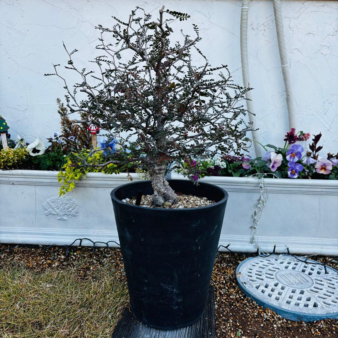 【コレクション株】 大株 実生 オペルクリカリア パキプス 雄株 毎年開花