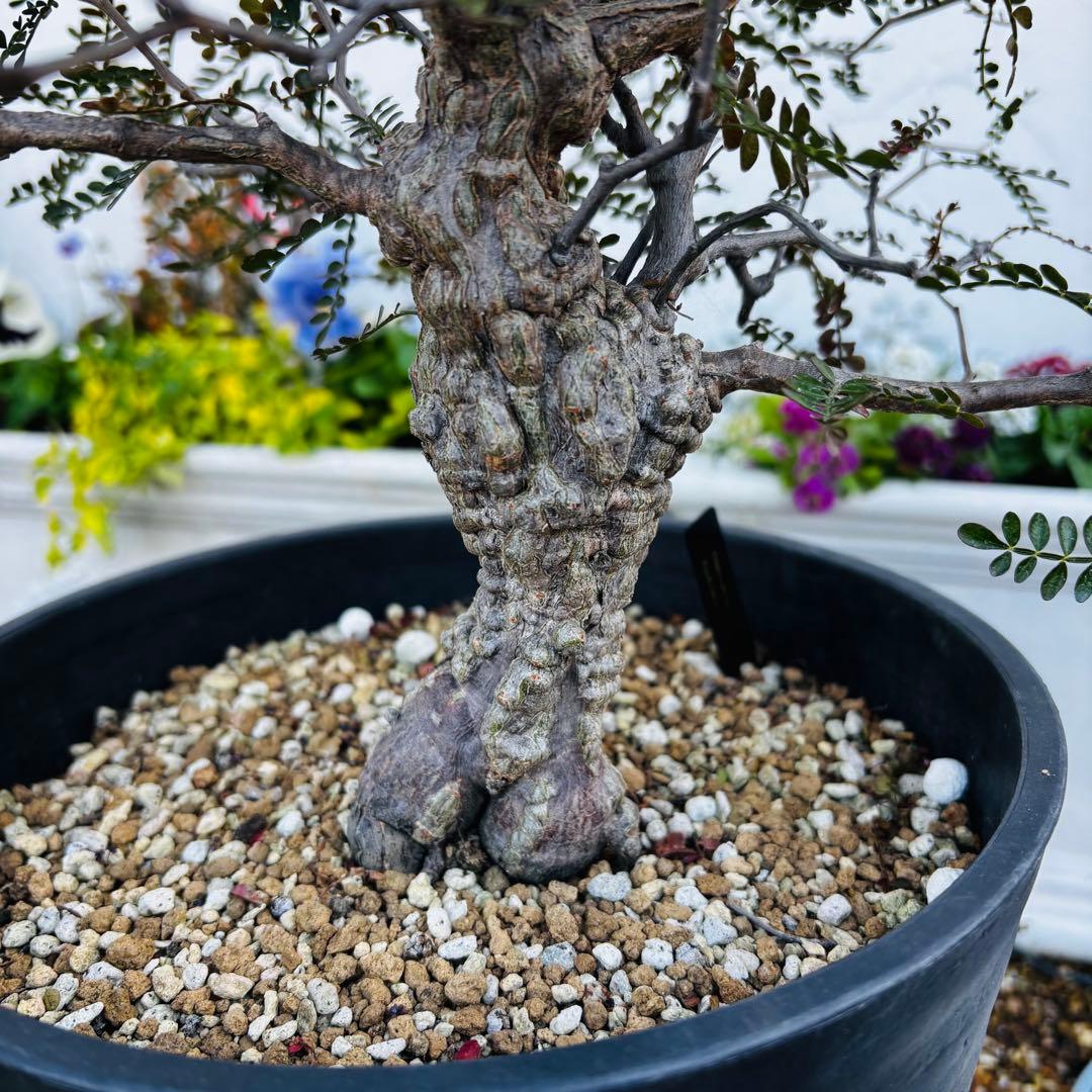 【コレクション株】 大株 実生 オペルクリカリア パキプス 雄株 毎年開花