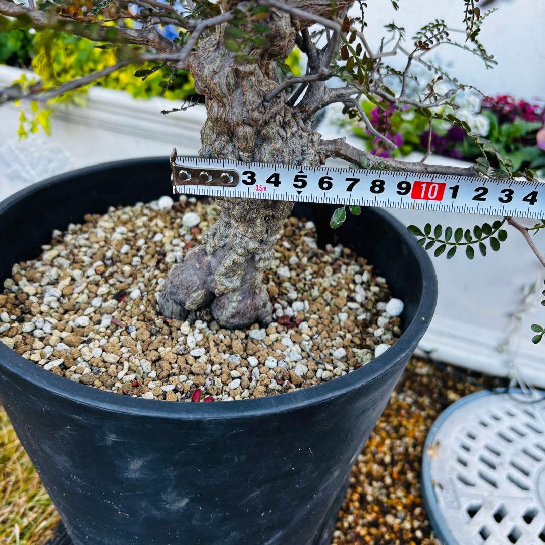 【コレクション株】 大株 実生 オペルクリカリア パキプス 雄株 毎年開花