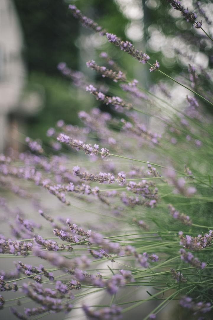 トロけるボケならF1.4！SMC takumar 50mm F1.4 M42