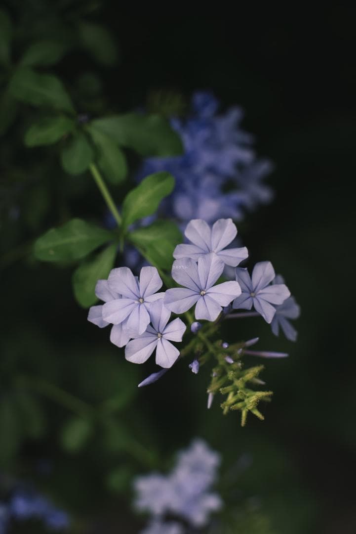 トロけるボケならF1.4！SMC takumar 50mm F1.4 M42