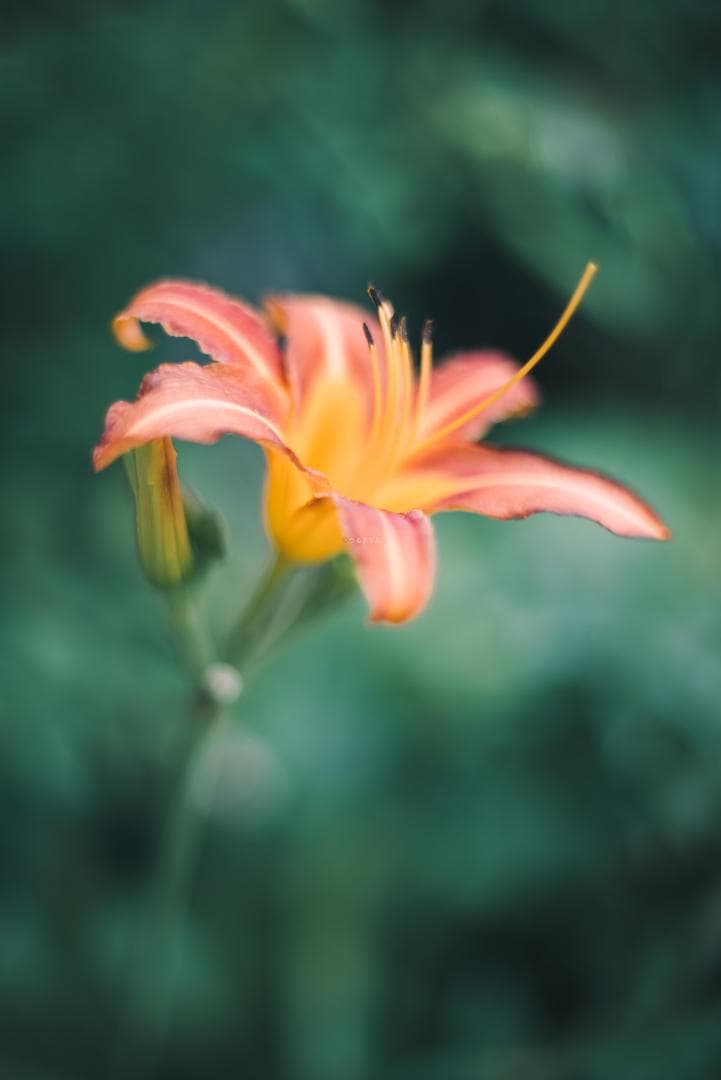 トロけるボケならF1.4！SMC takumar 50mm F1.4 M42