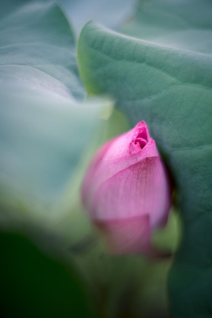 トロけるボケならF1.4！SMC takumar 50mm F1.4 M42