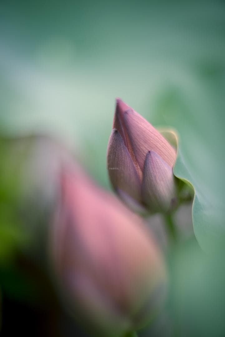 トロけるボケならF1.4！SMC takumar 50mm F1.4 M42