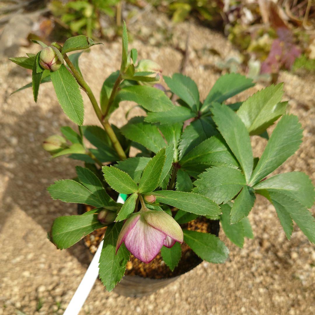 クリスマスローズ　ムルチ系ヒデコートhyb 大木ナーセリー