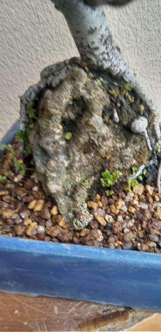 小品盆栽イソザンシヨオ