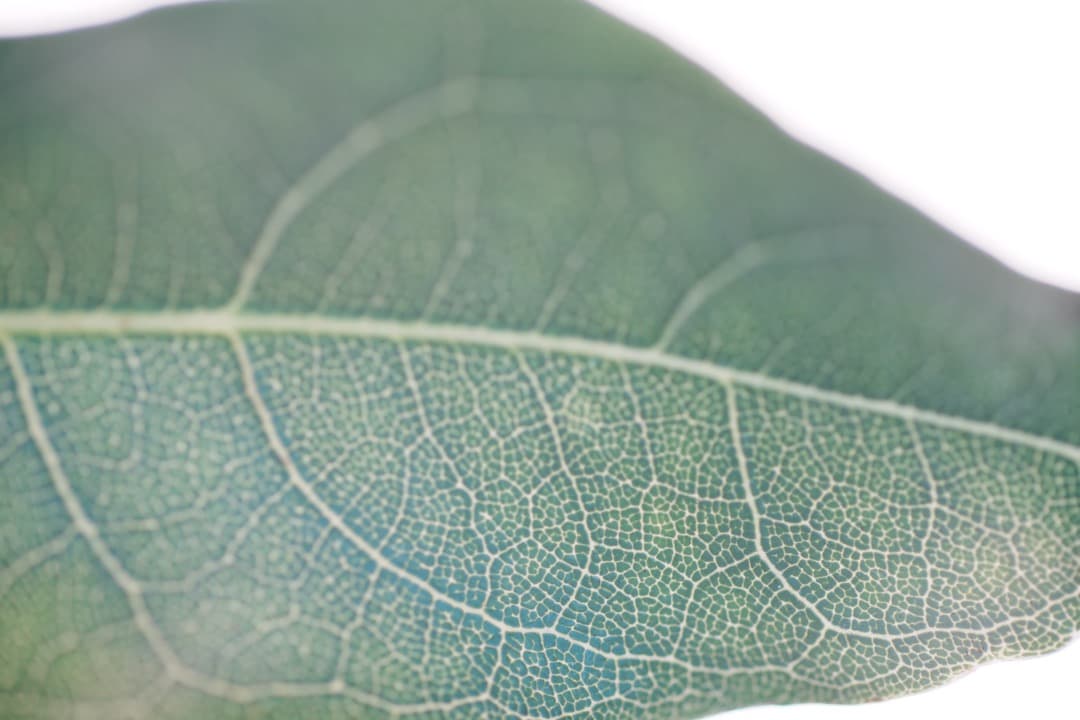 レンズ(単焦点) Amazing makro-Planar 100mm F2.8