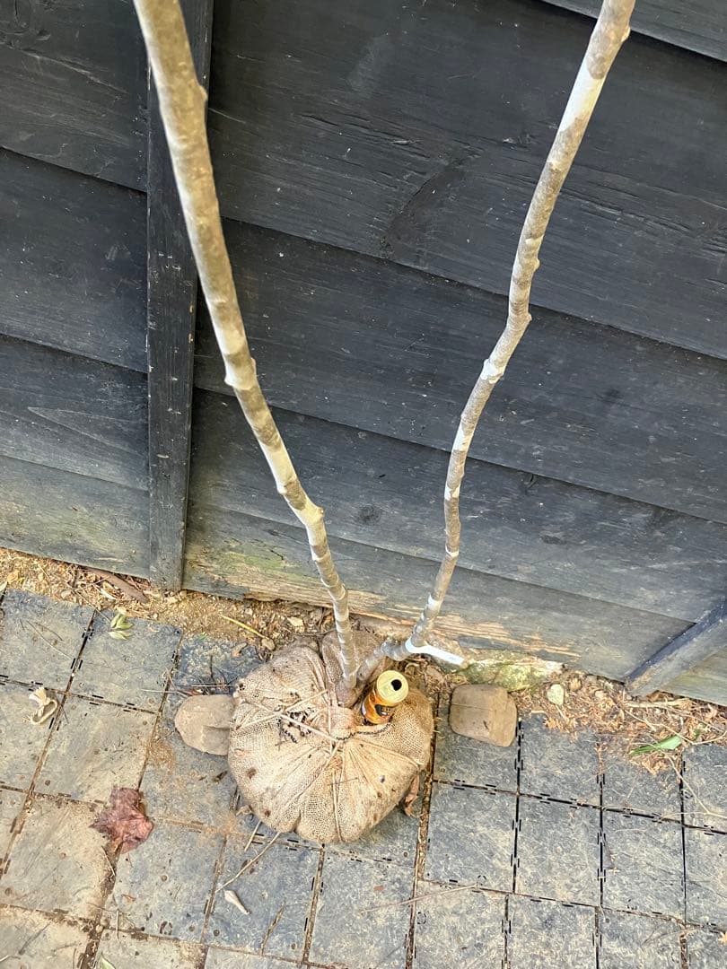 40 山採り　アオダモ