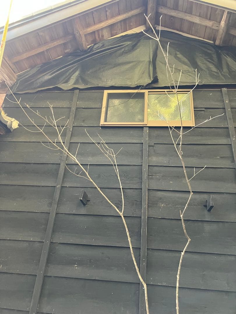 40 山採り　アオダモ