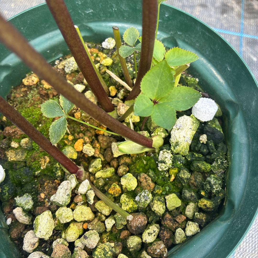 クリスマスローズ　クリームイエロー×ピンク　満開　６寸