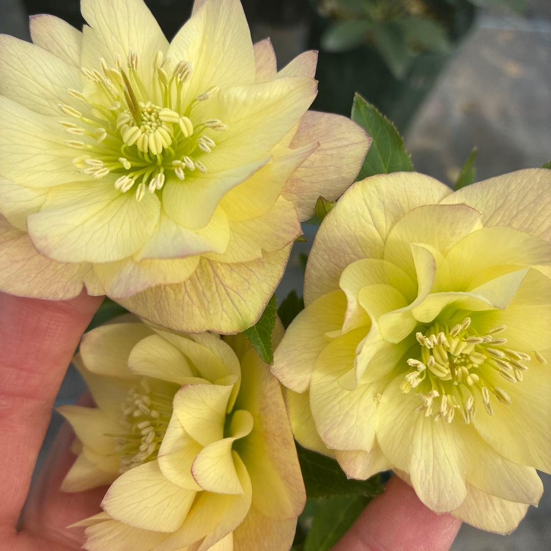 クリスマスローズ　クリームイエロー×ピンク　満開　６寸