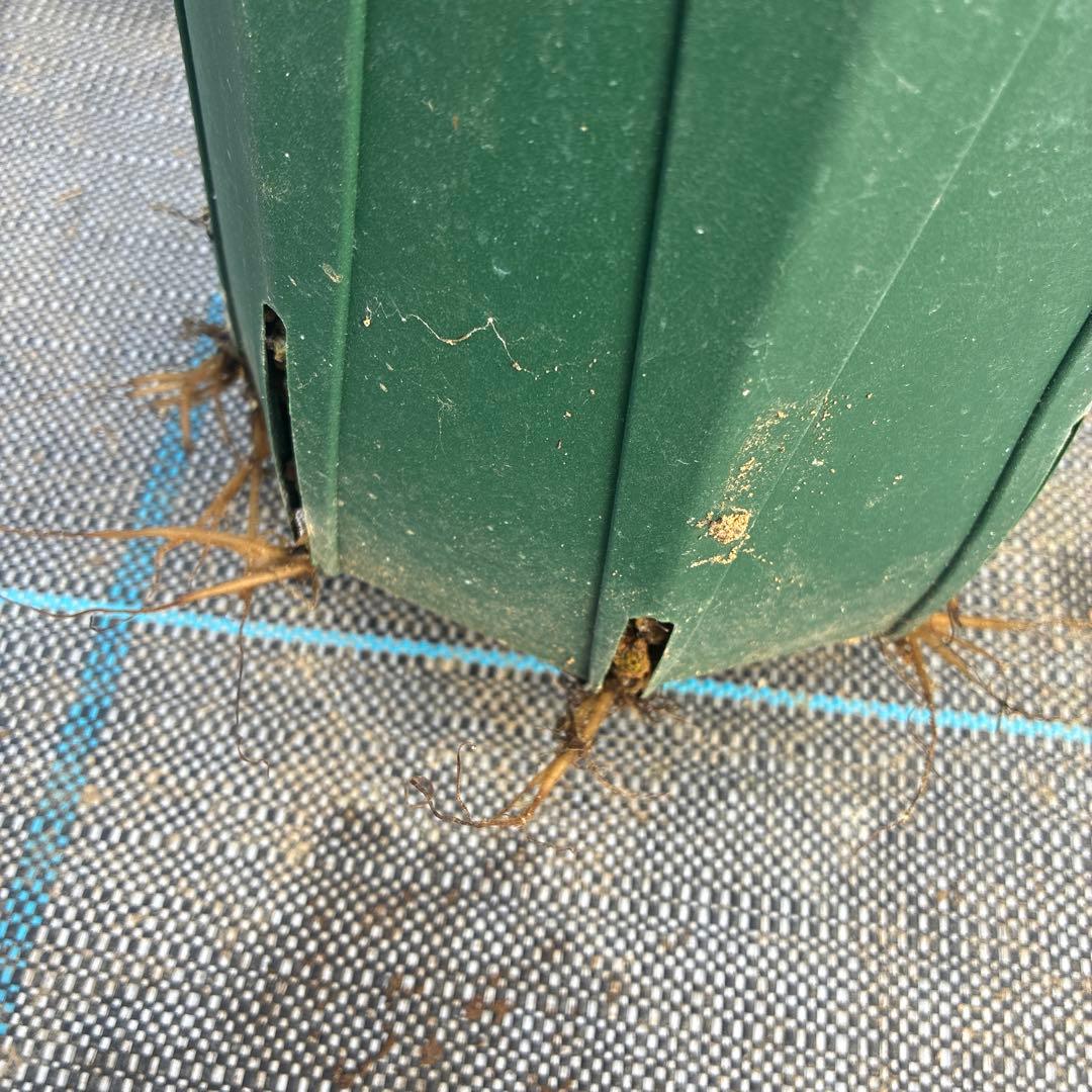 クリスマスローズ　クリームイエロー×ピンク　満開　６寸