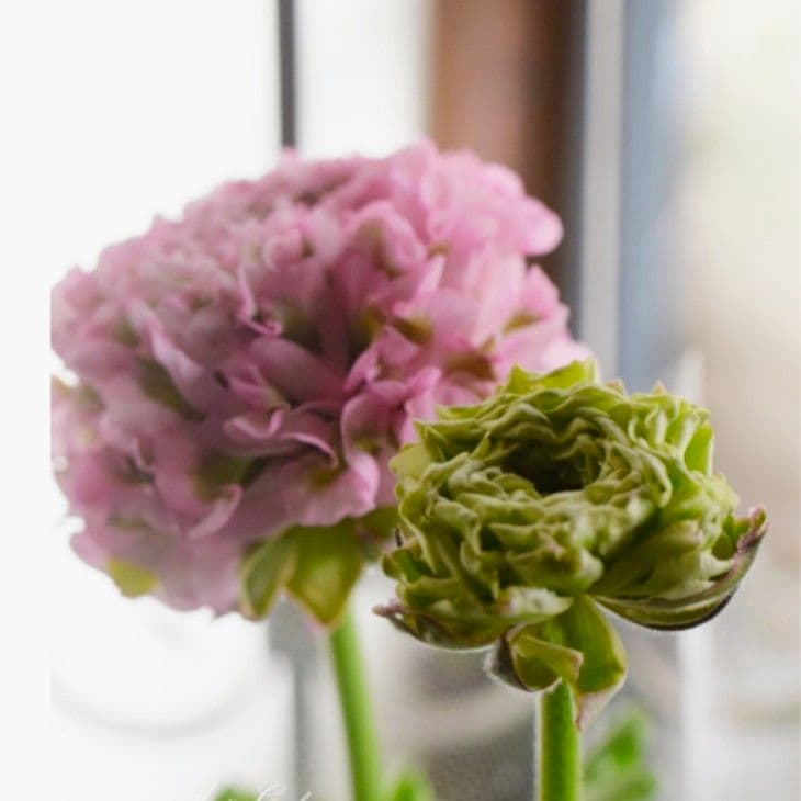 まはろまはろ　ラナンキュラス　ポンポン　ハーマイオニー♪