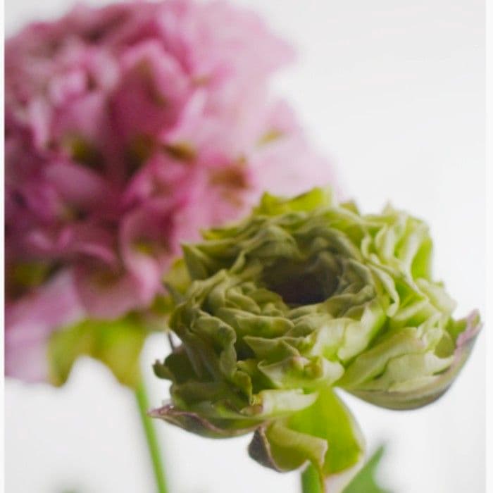 まはろまはろ　ラナンキュラス　ポンポン　ハーマイオニー♪