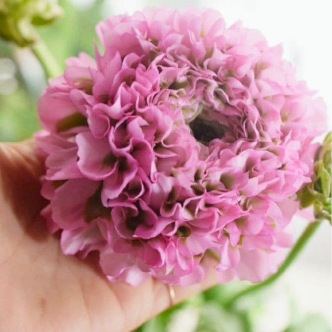 まはろまはろ　ラナンキュラス　ポンポン　ハーマイオニー♪