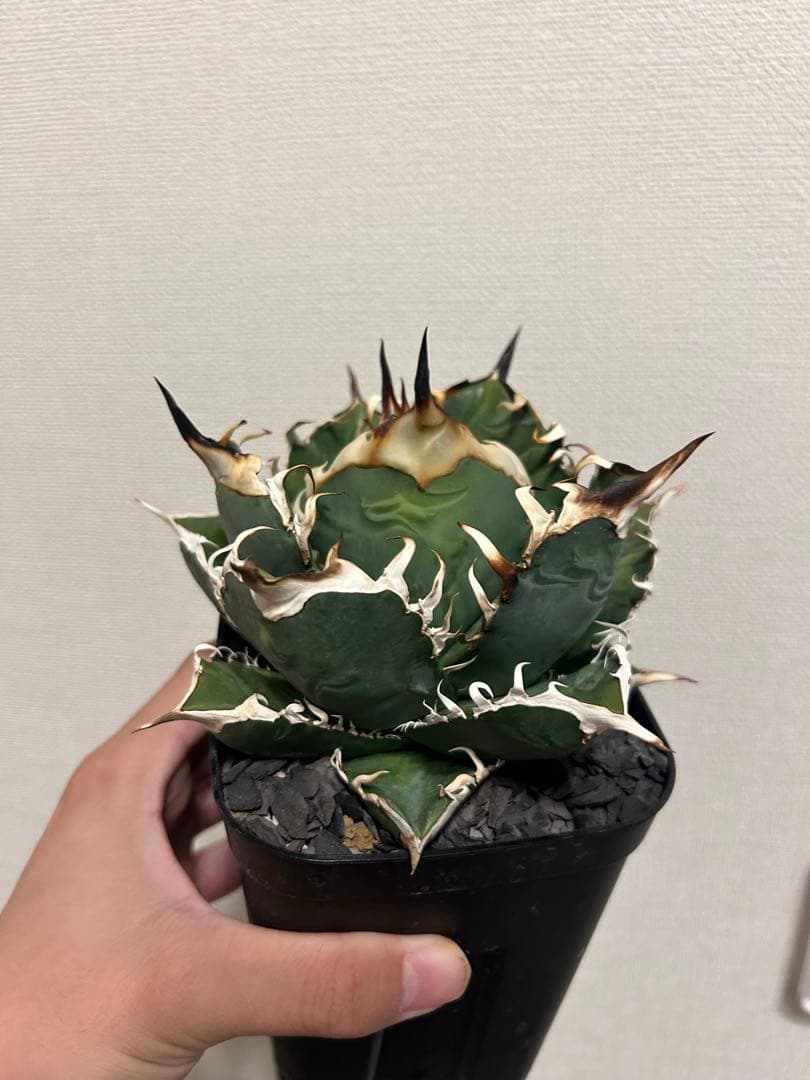 アガベ　オテロイ　実生選抜　中株