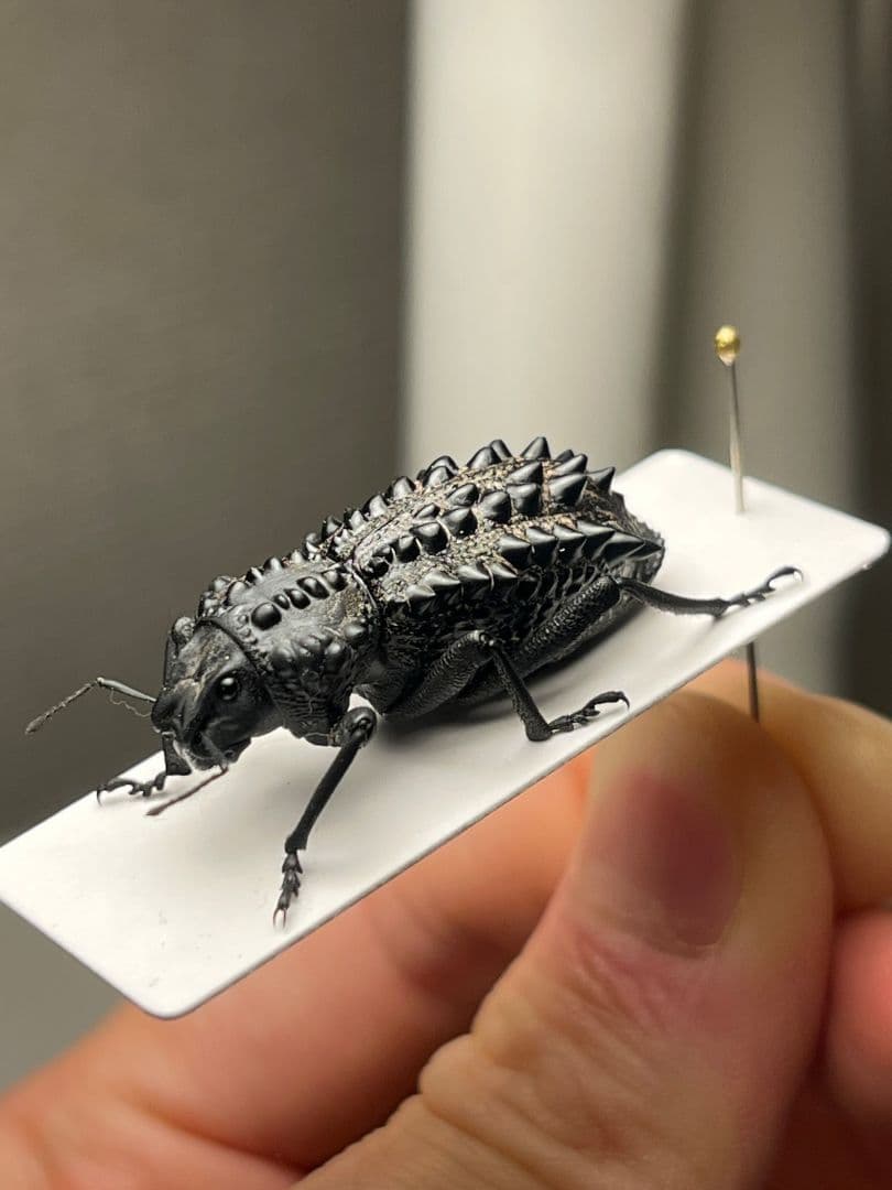 【属内最高峰】トゲトゲヘンテコゾウムシ Gagatophorus 標本甲虫