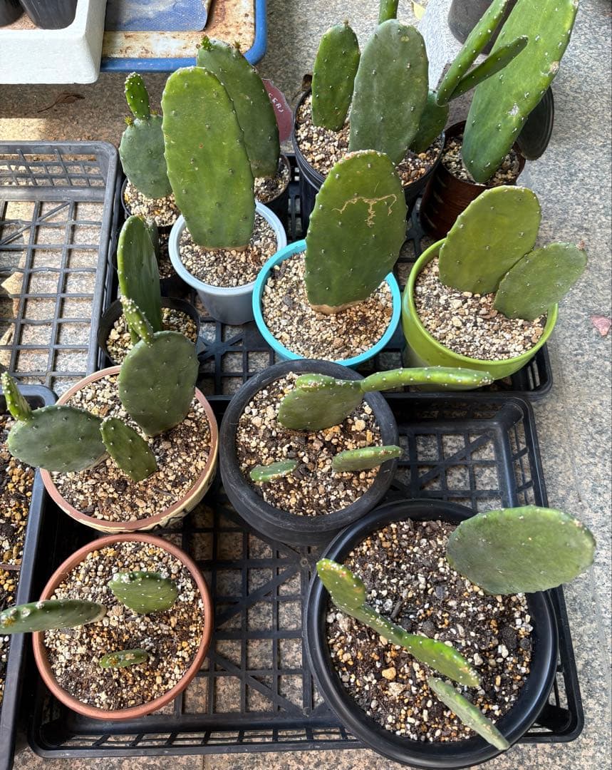 専用　うちわサボテン　ノパル　食用サボテン