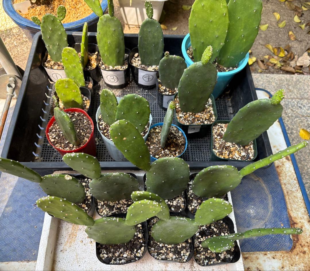 専用　うちわサボテン　ノパル　食用サボテン