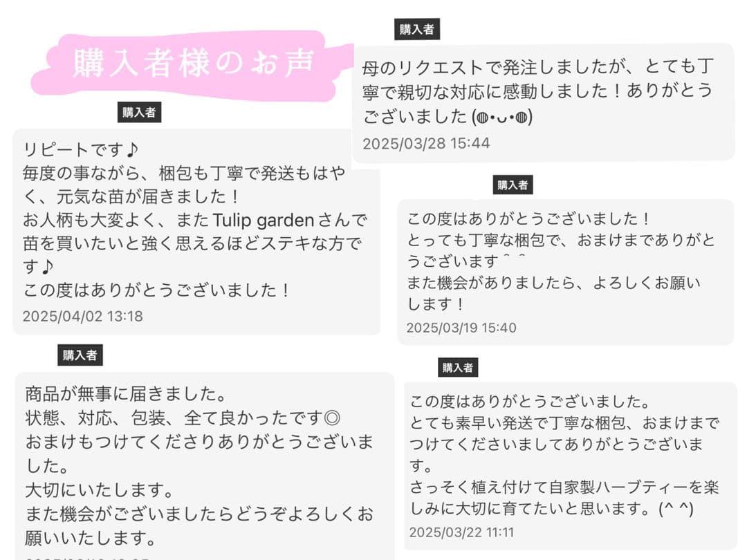 ゆ*ぅ様 ベゴニア マクラータ斑入り　ピンク斑入り