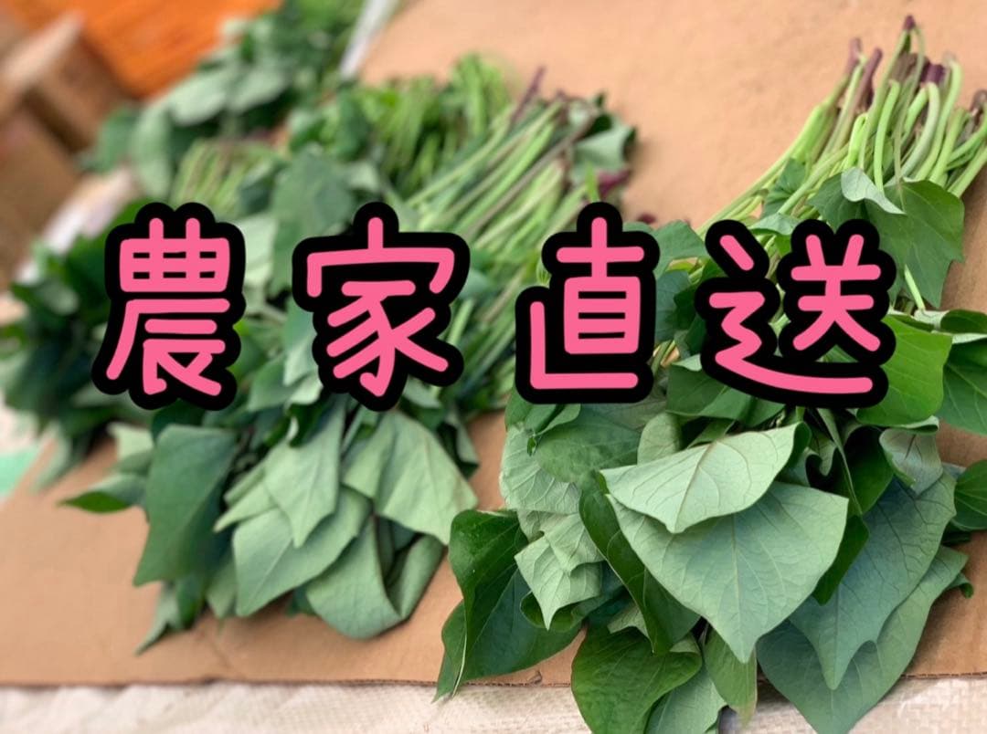 【予約受付中】紅はるか苗☆ウイルスフリー 2,000本 5月下旬から発送開始