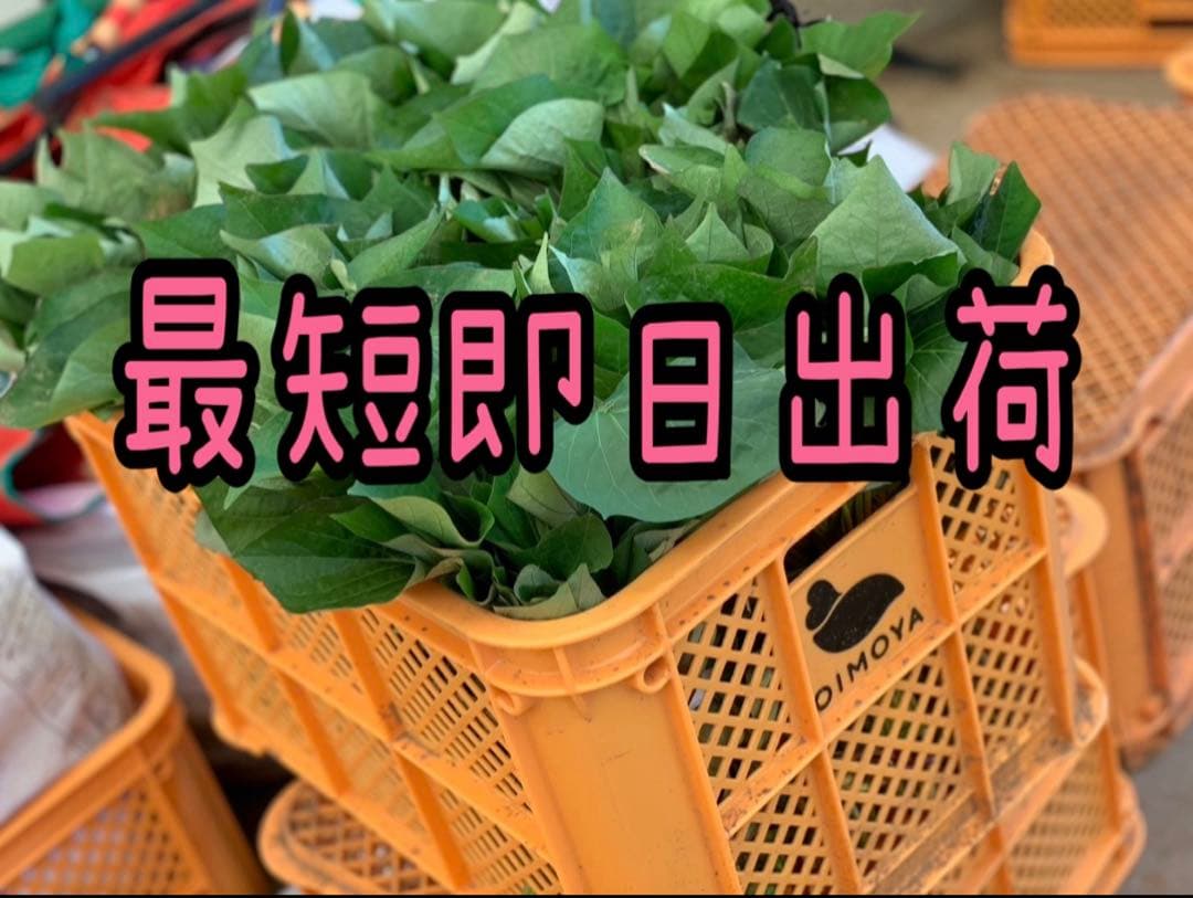 【予約受付中】紅はるか苗☆ウイルスフリー 2,000本 5月下旬から発送開始