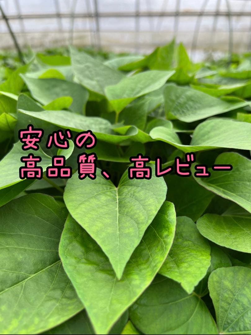 【予約受付中】紅はるか苗☆ウイルスフリー 2,000本 5月下旬から発送開始