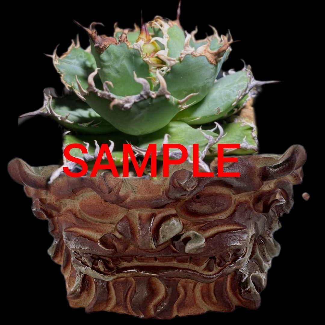 陶器　鉢　Japan　Art　アガベ　パキプス　塊根　盆栽　植物