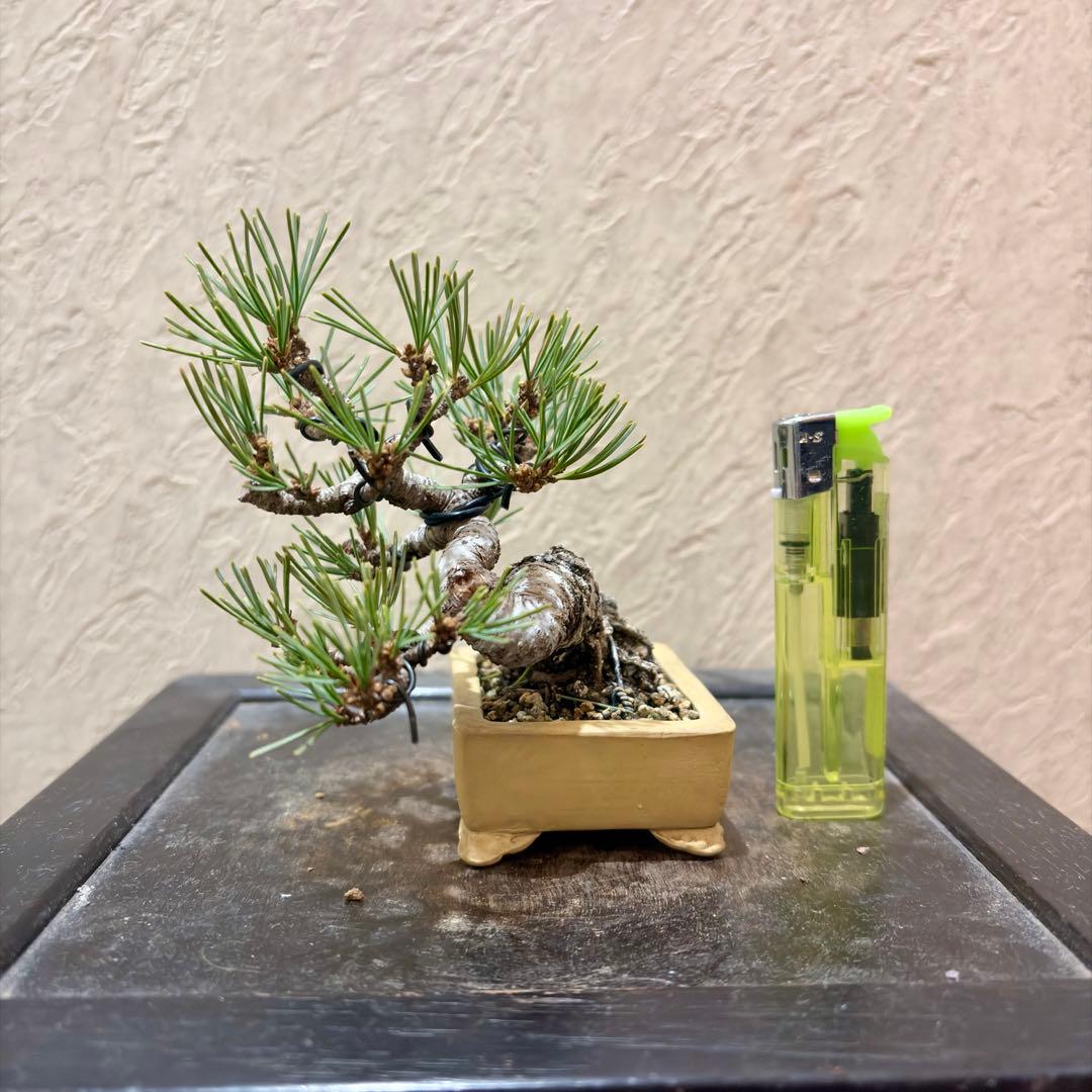 逸品！葉先までわずか9㎝　宮島五葉松　ミニ　小品　盆栽　真柏　黒松　紫陽花　楓