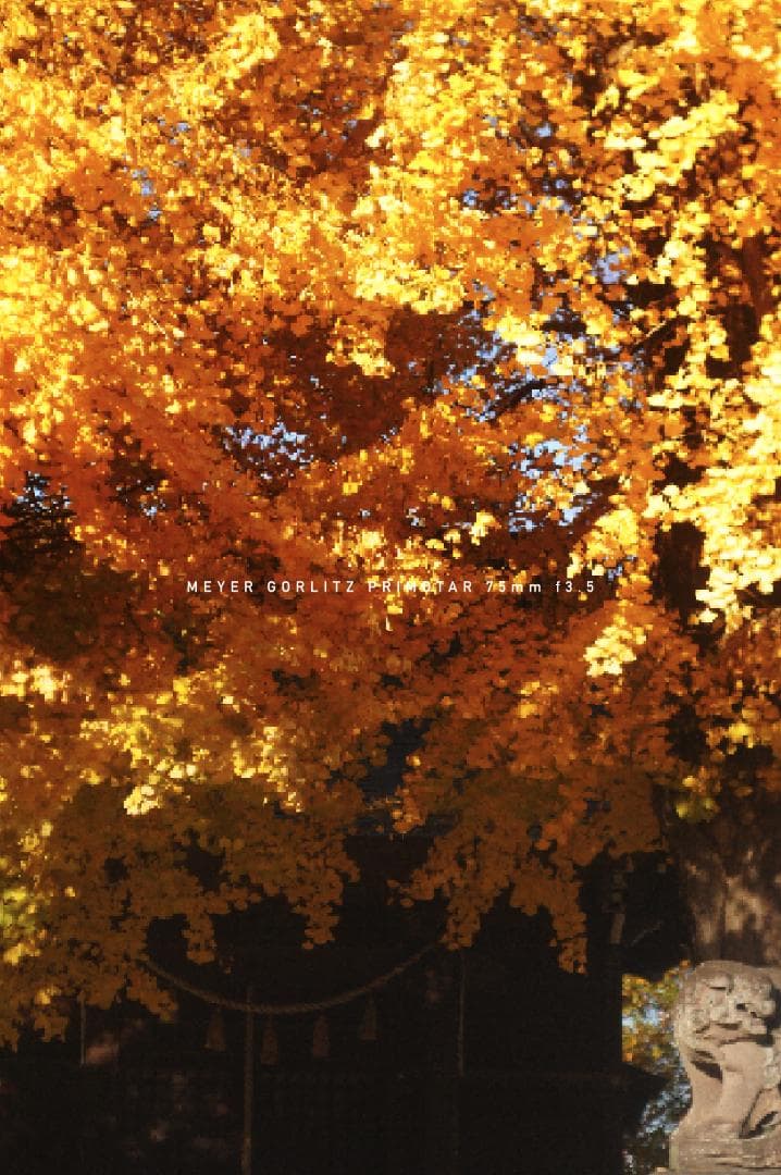 Meyer Gorlitz Primotar F3.5 75mm バブルボケ