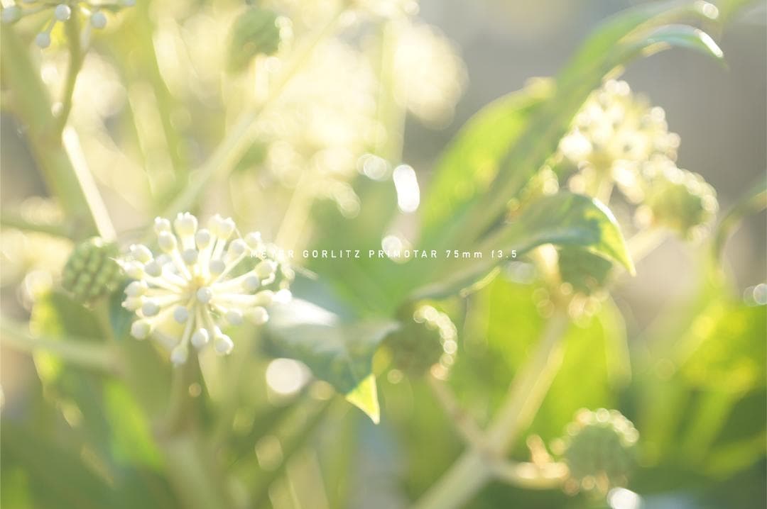 Meyer Gorlitz Primotar F3.5 75mm バブルボケ