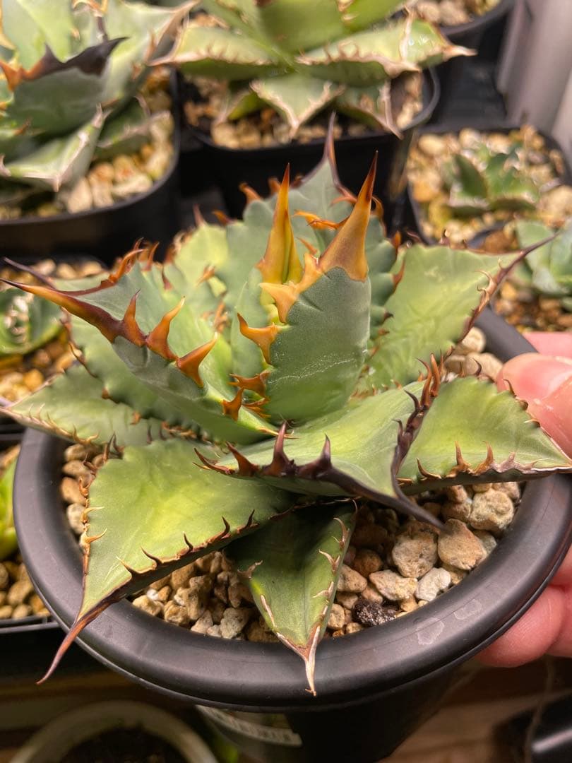 オテロイ 実生　選抜