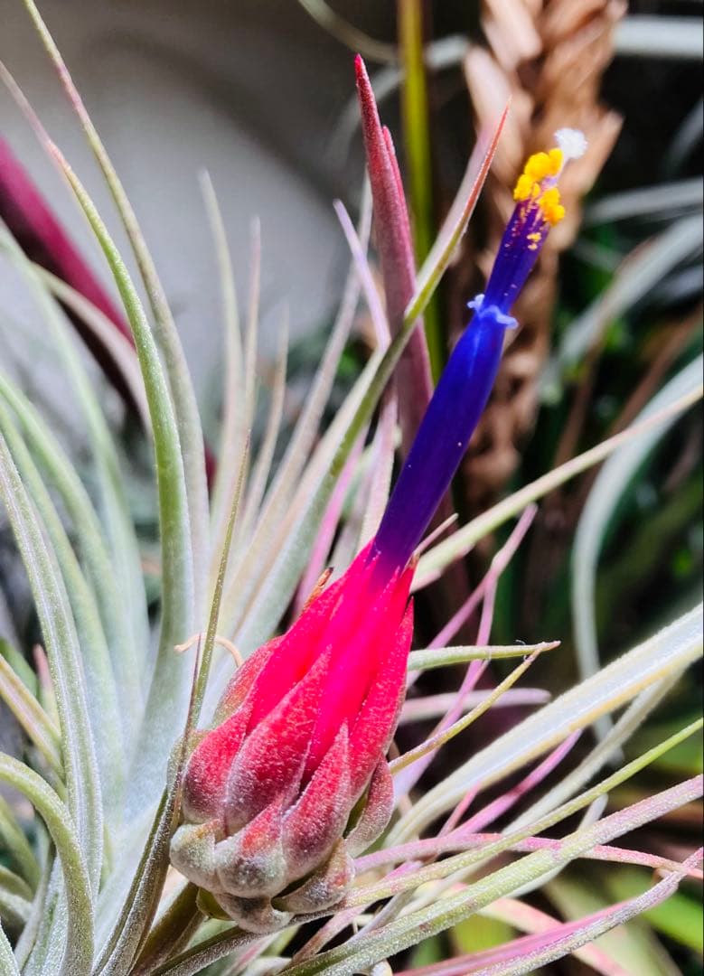 s*r様 Tillandsia ionantha 'Apretado' RFI