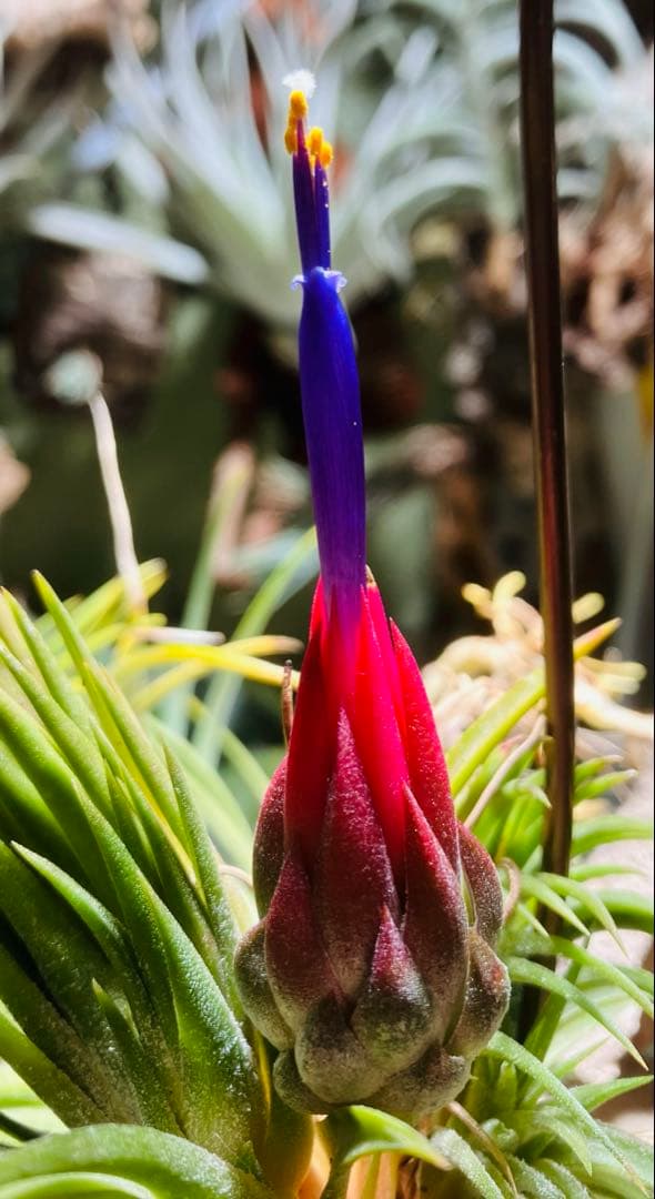 s*r様 Tillandsia ionantha 'Apretado' RFI