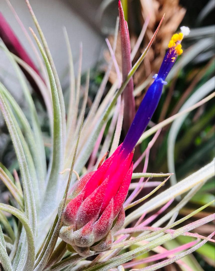 s*r様 Tillandsia ionantha 'Apretado' RFI