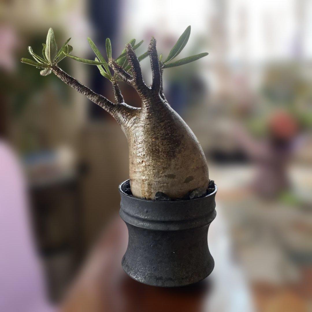 グラキリス大きめ現地球