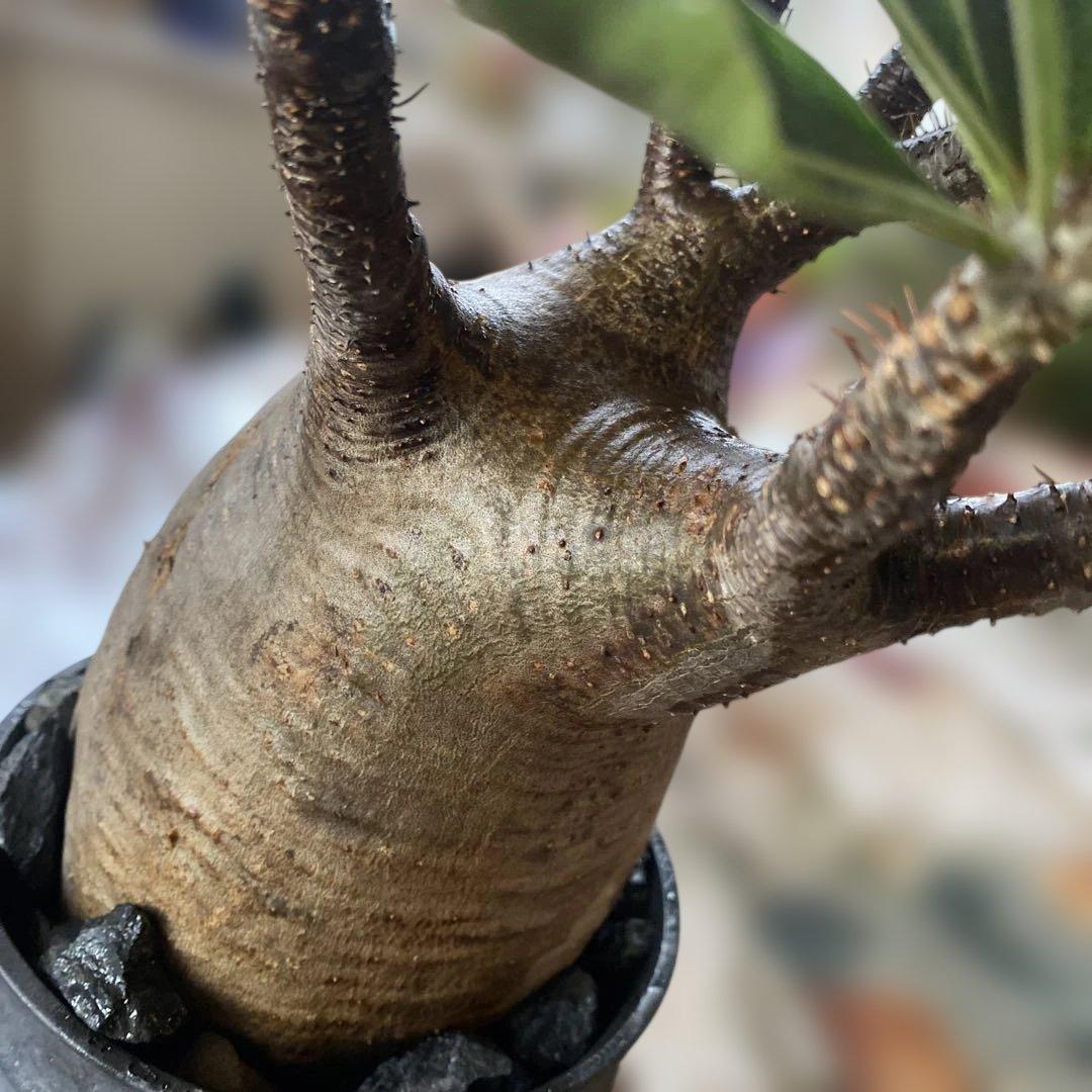 グラキリス大きめ現地球