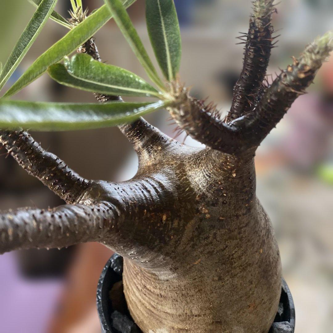 グラキリス大きめ現地球