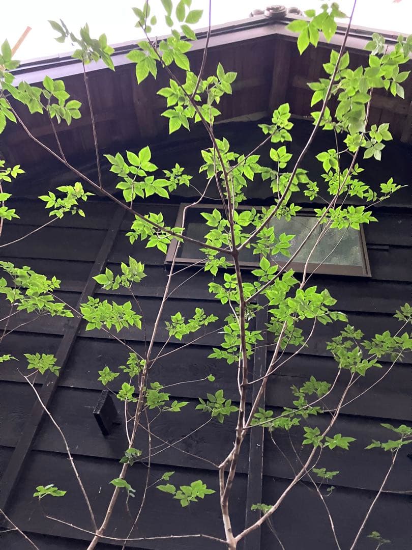 89 山採り　アオダモ