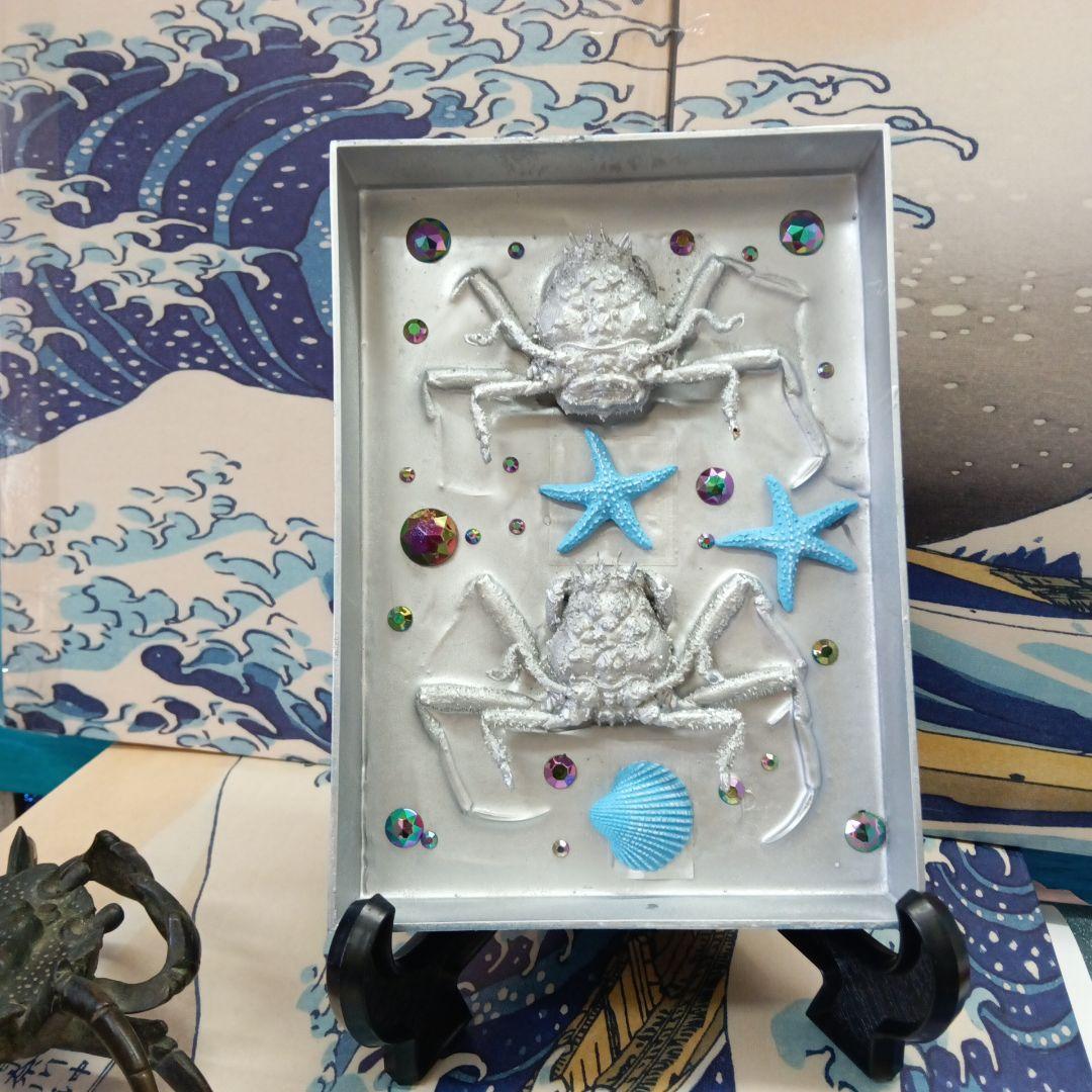 平家怨霊人面蟹稀少レア平家蟹鬼面蟹ペア二点凹凸リアル立体標本飾り置物コレクション