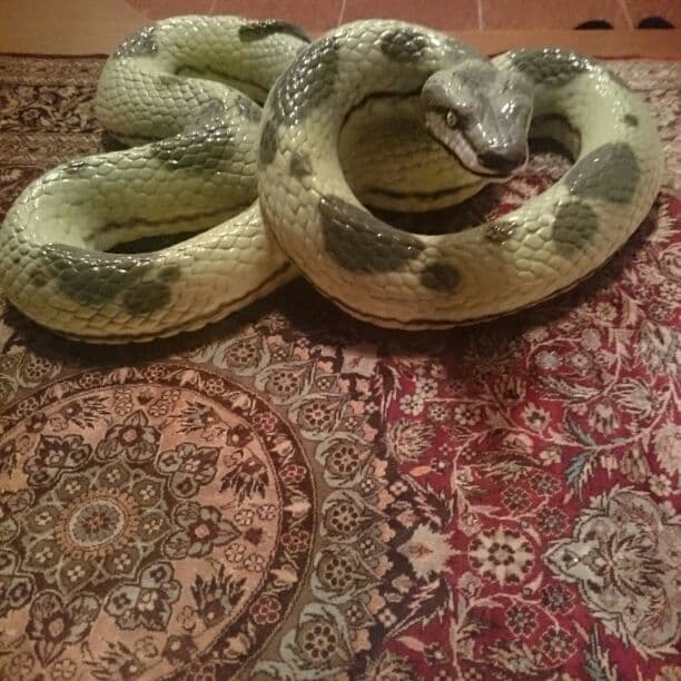 珍品コブラ価格相談宜しくです！