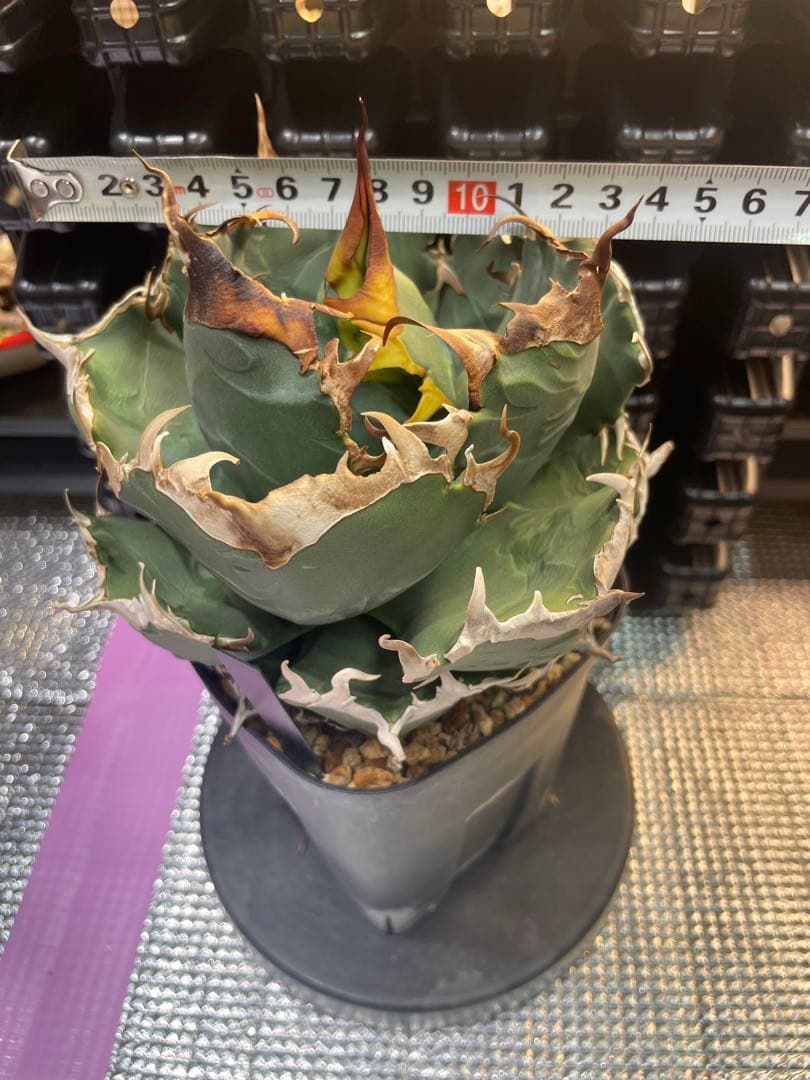 アガベ チタノタ 魔丸