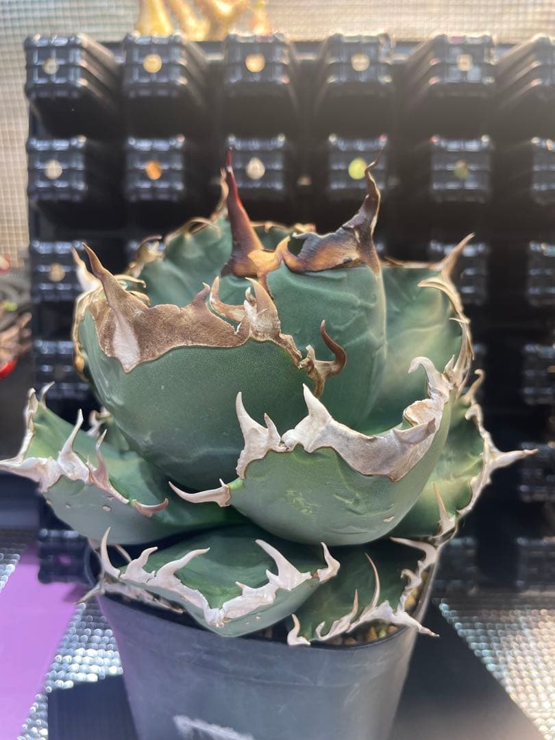 アガベ チタノタ 魔丸