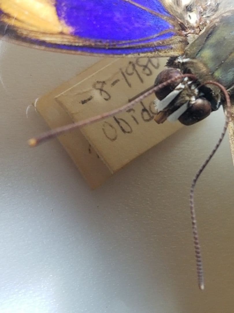 蝶々色々 標本 ナルキ♂️(亜種)含む